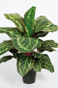 Maranta - Grön - 60 cm - www.frokenfraken.se