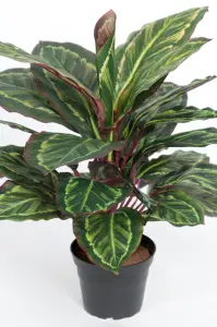 Maranta - Grön - 48 cm - www.frokenfraken.se