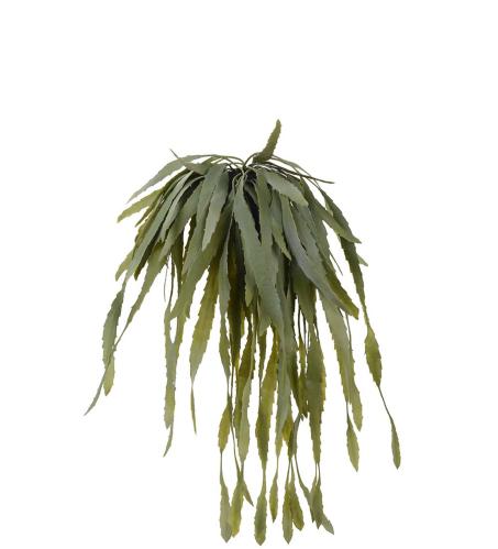 Rhipsalis - Grön - 35 cm - www.frokenfraken.se