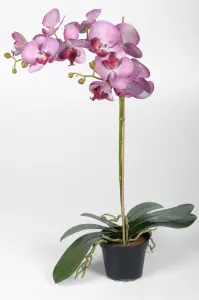 Phalaenopsis - Lila - 60 cm - www.frokenfraken.se