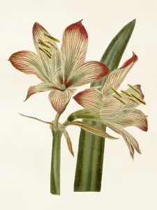 Poster - Vintage - Amaryllis - 18 x 24 cm - www.frokenfraken.se