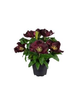 Julros - Burgundy - 20 cm - www.frokenfraken.se