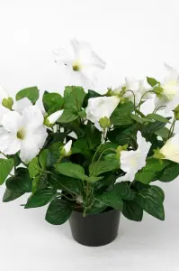 Petunia - Vit - 30 cm - www.frokenfraken.se